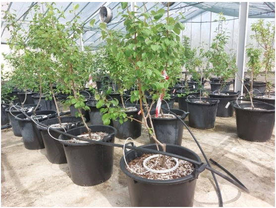 Certified Propagation Material