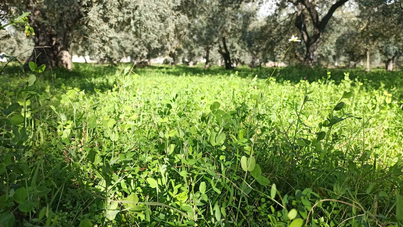 ελαιώνας 