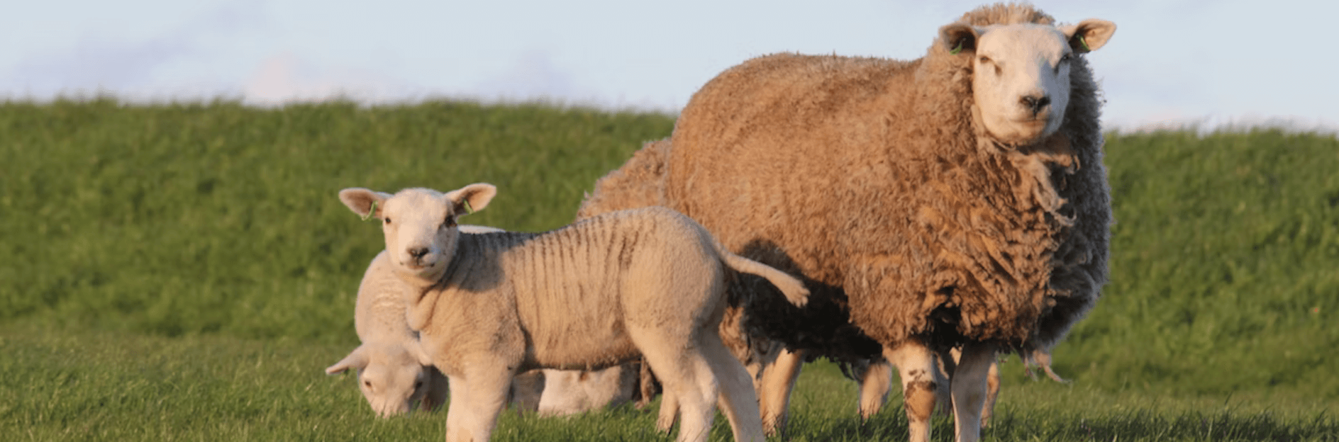 animal husbandry