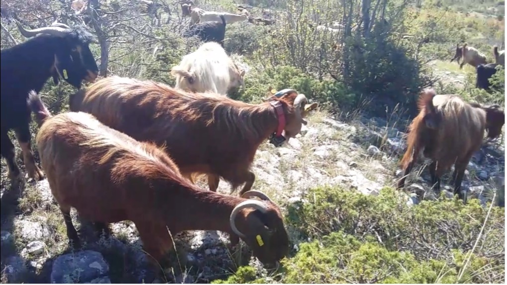 αίγες με κολλάρο