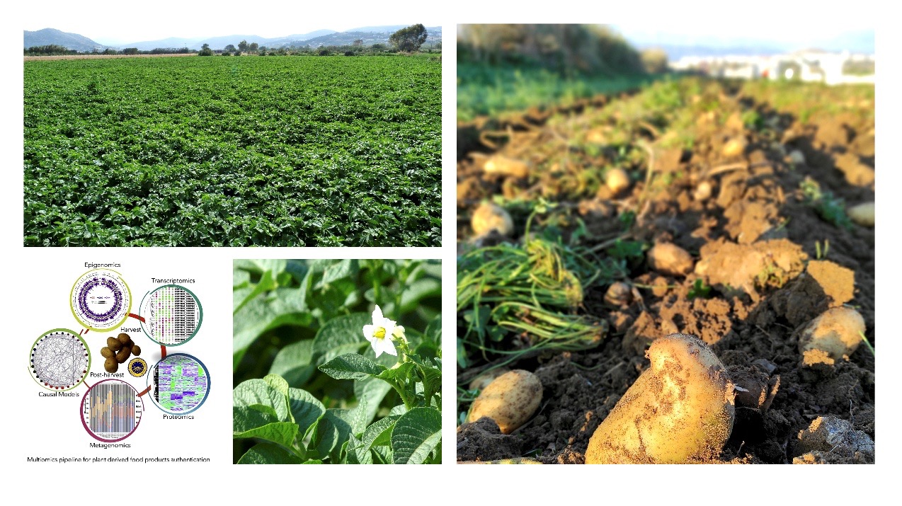 Naxos potatoes1