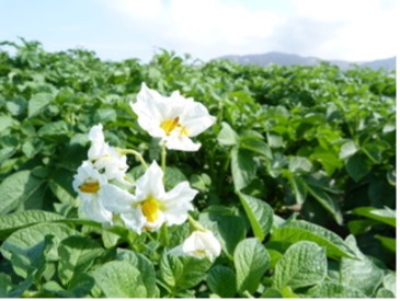 Naxos potatoes2