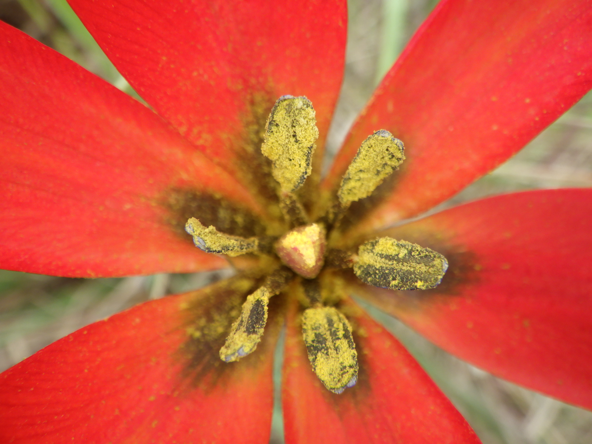 Tulipa orhanidae