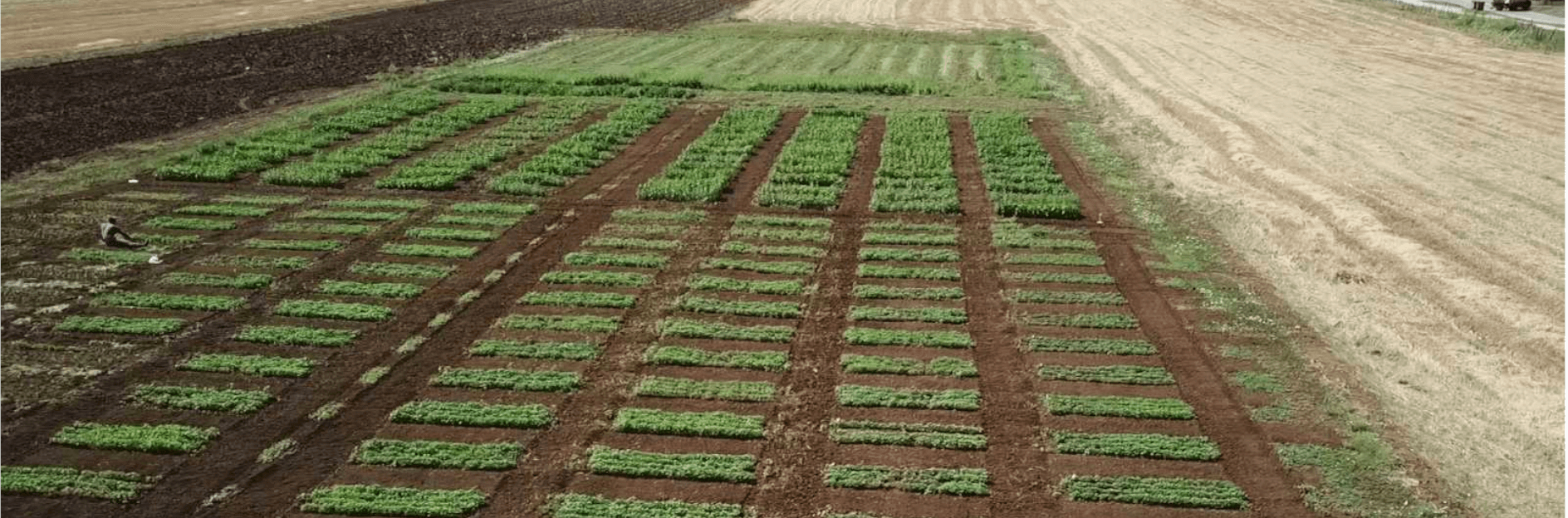 Industrial forage crops