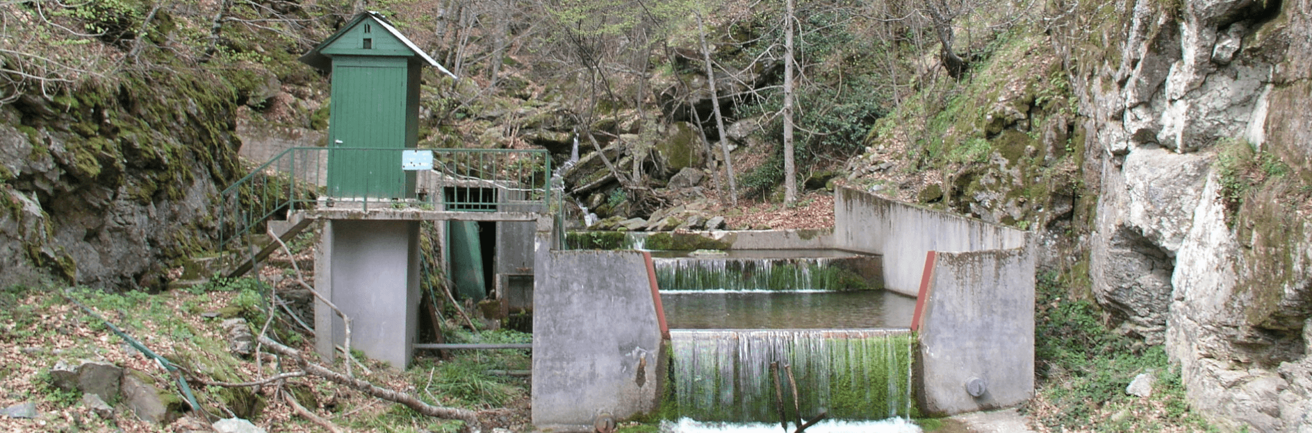 Mediterranean Forest Ecosystems