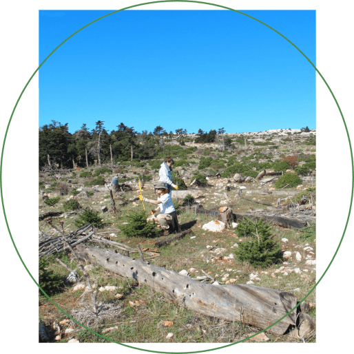 mediterranean forest ecosystems